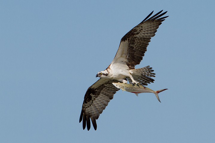 Fischadler Pandion haliaetus Osprey